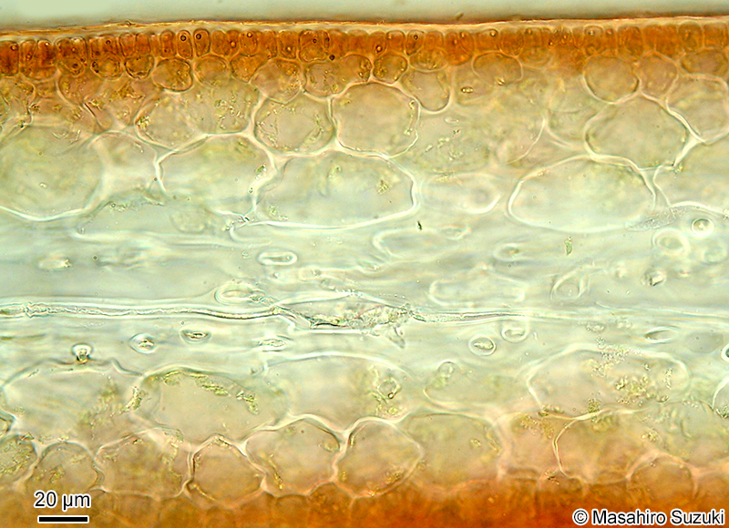 内層部の星形細胞