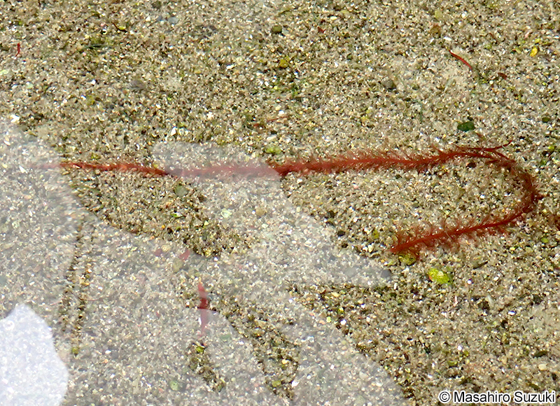 ナガオバネ Schimmelmannia benzaiteniana