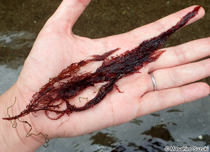 ナガオバネ Schimmelmannia benzaiteniana