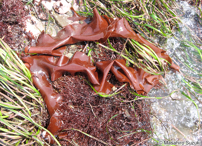ベニスナゴ Schizymenia dubyi