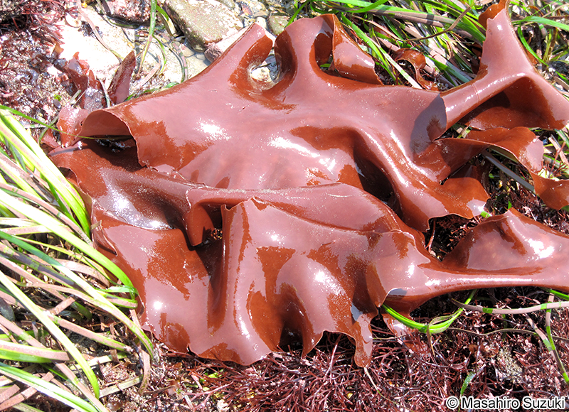ベニスナゴ Schizymenia dubyi