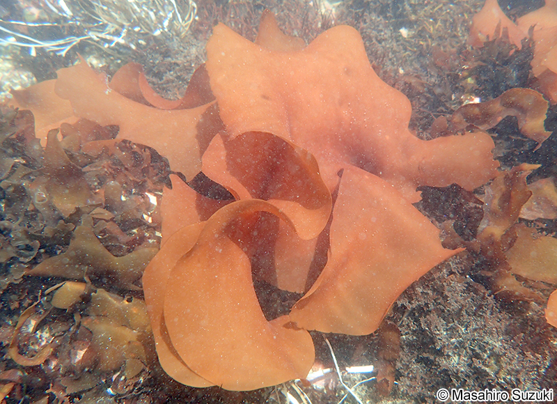 ベニスナゴ Schizymenia dubyi