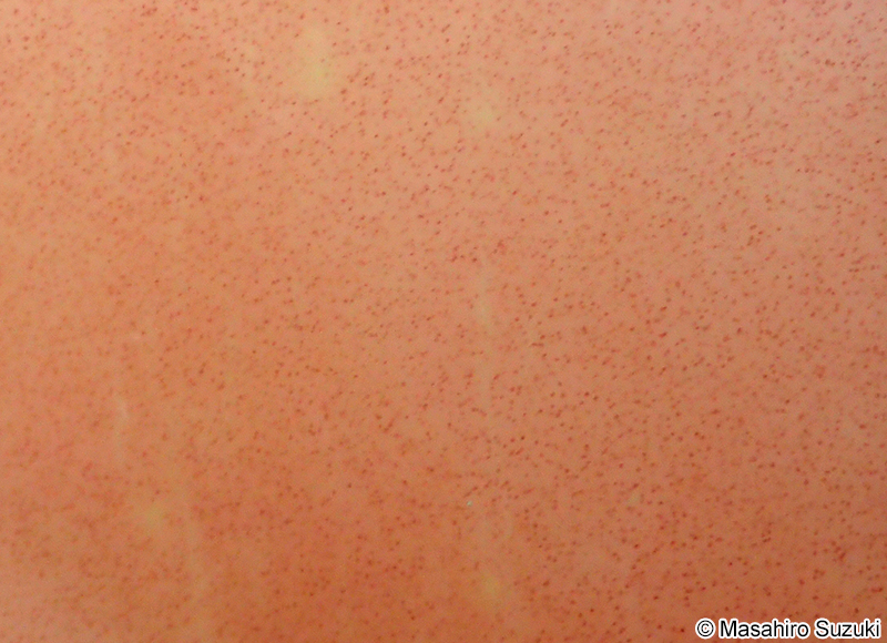 ベニスナゴ Schizymenia dubyi