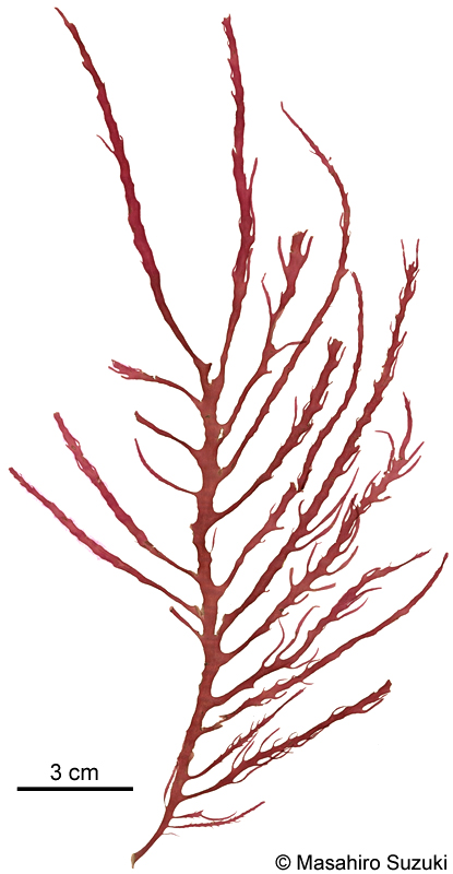 ホウノオ Schmitzia japonica