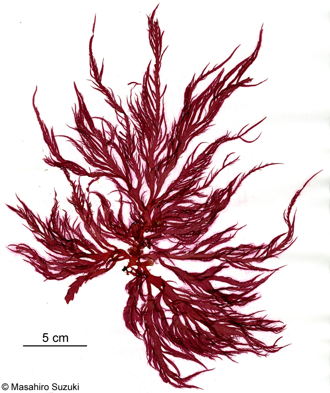 ホウノオ Schmitzia japonica