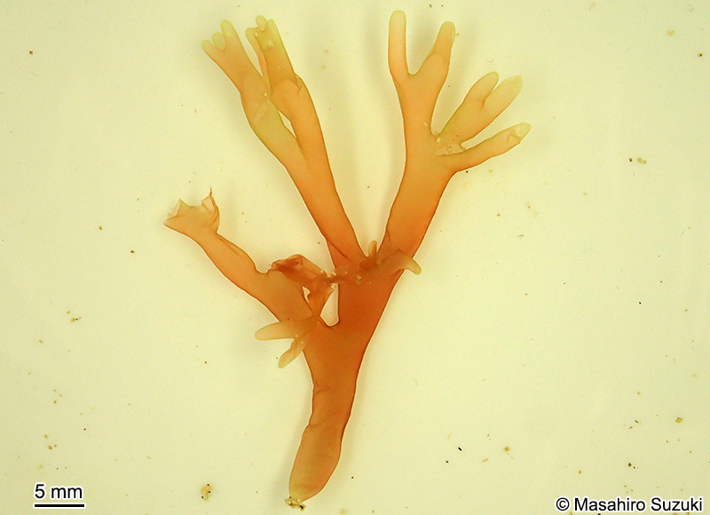 ヌラクサ Sebdenia flabellata