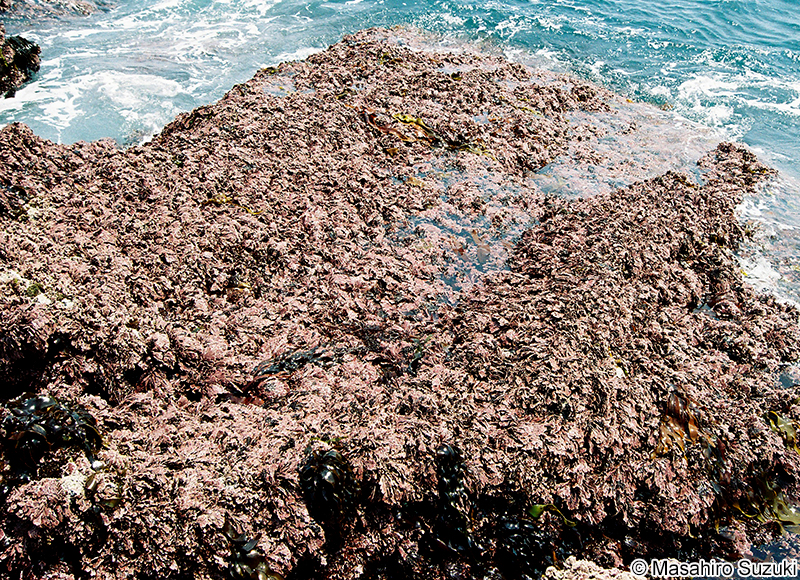オオシコロ Corallina maxima