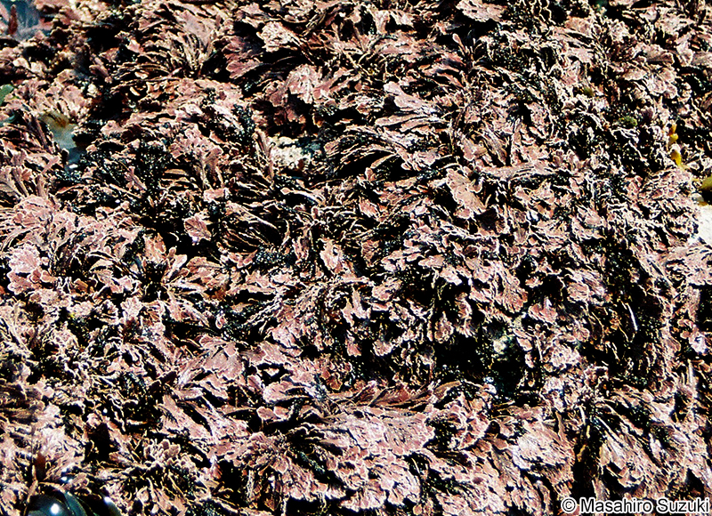 オオシコロ Corallina maxima