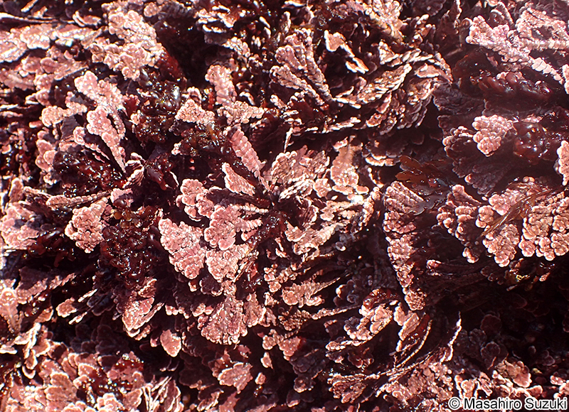 オオシコロ Corallina maxima