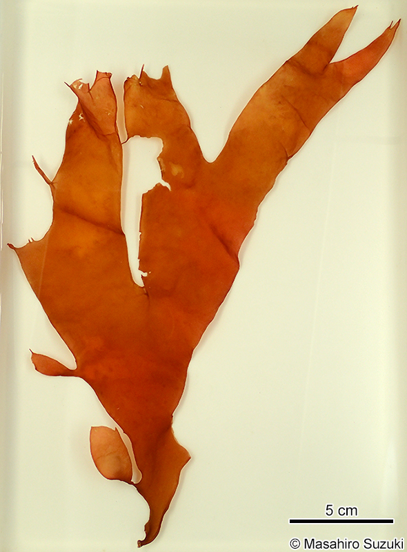 ヒロハミリン Solieria latifolia