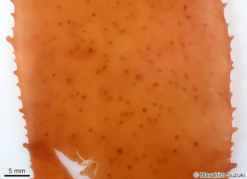 ヒロハミリン Solieria latifolia