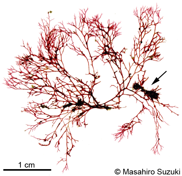ウスベニヤドリ Sorellocolax stellaris