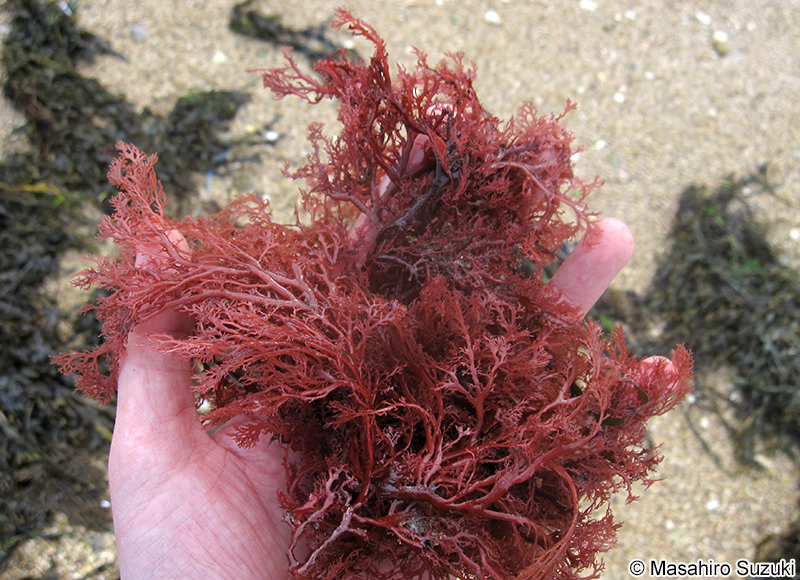 Sphaerococcus coronopifolius