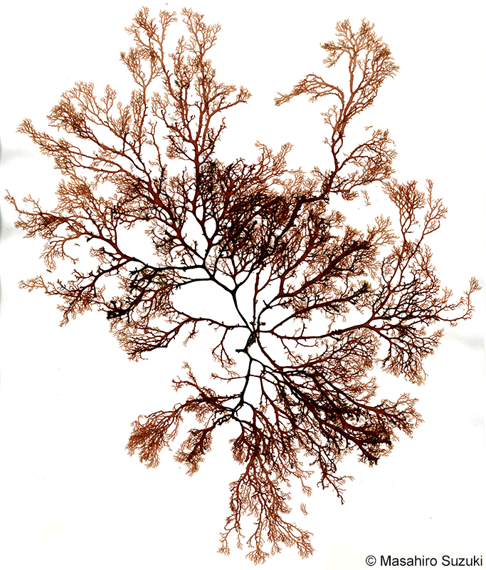 Sphaerococcus coronopifolius