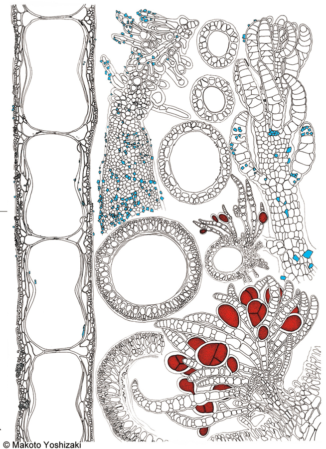 ナガウブゲグサ Spyridia elongata
