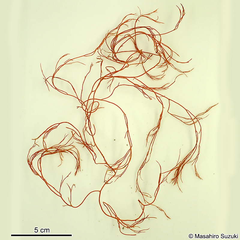 ナガウブゲグサ Spyridia elongata