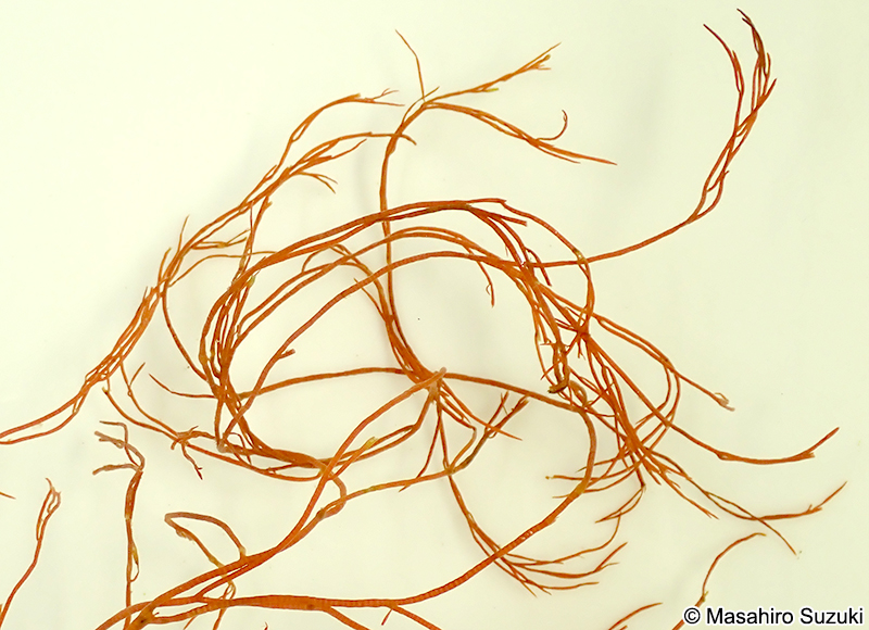 ナガウブゲグサ Spyridia elongata