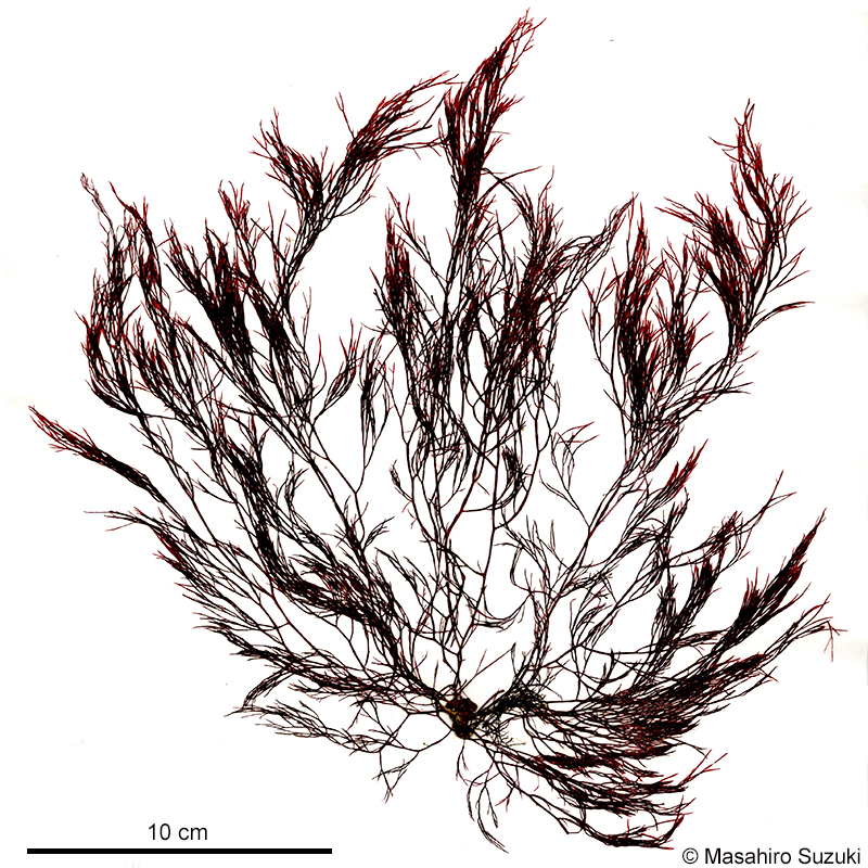 ナガウブゲグサ Spyridia elongata