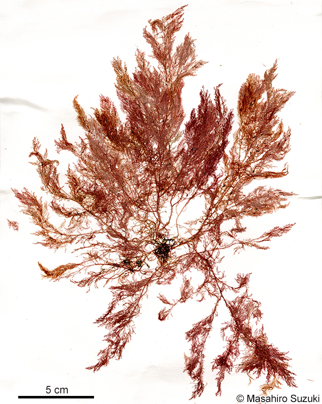 ウブゲグサ Spyridia filamentosa