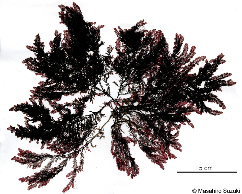 セトウチハネグサ Symphyocladiella dendroidea