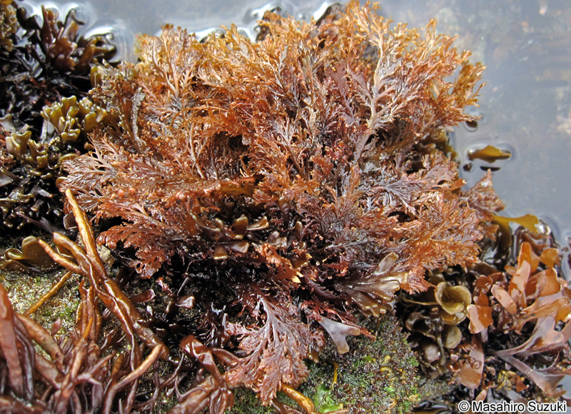 イソムラサキ Symphyocladia latiuscula