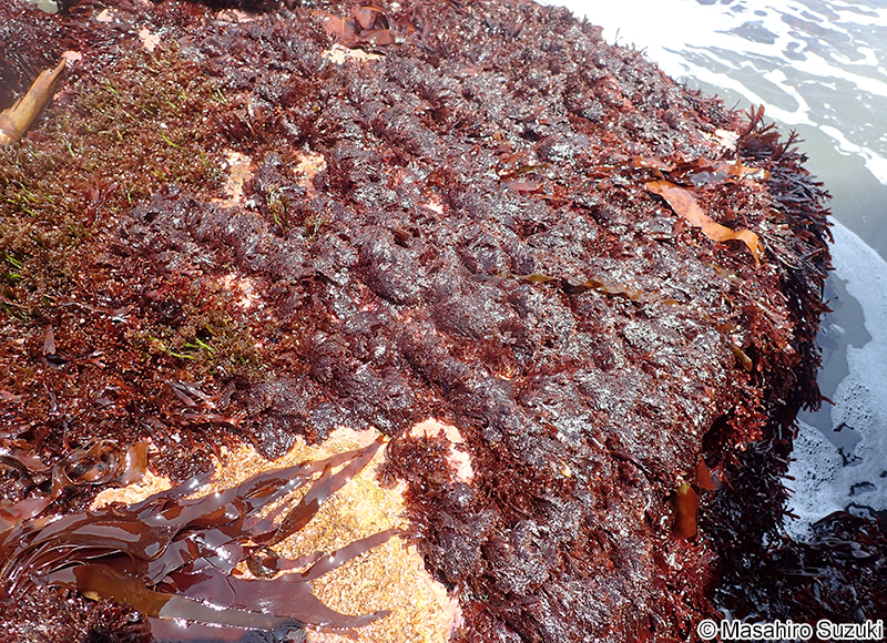 イソムラサキ Symphyocladia latiuscula