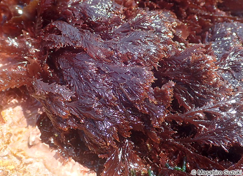 イソムラサキ Symphyocladia latiuscula