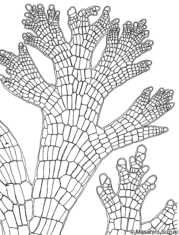 イソムラサキ Symphyocladia latiuscula