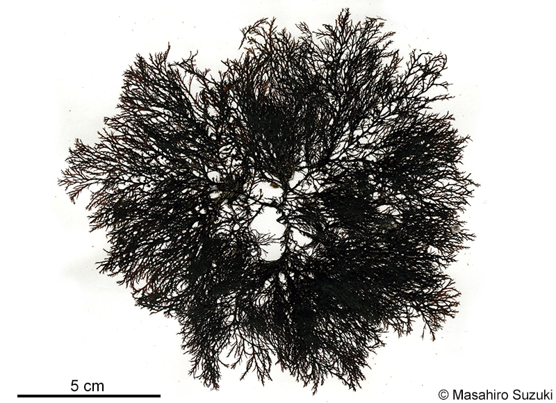 イソムラサキ Symphyocladia latiuscula