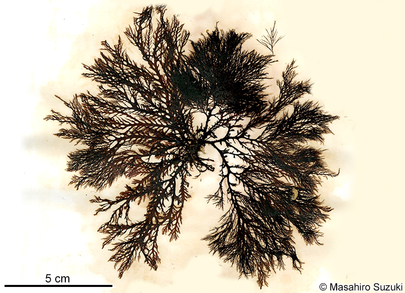 イソムラサキ Symphyocladia latiuscula