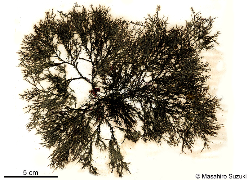 イソムラサキ Symphyocladia latiuscula