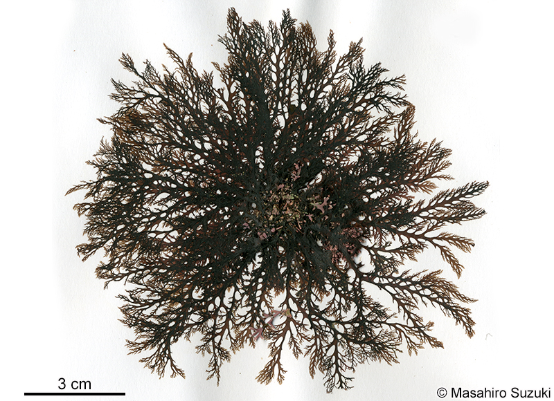 イソムラサキ Symphyocladia latiuscula