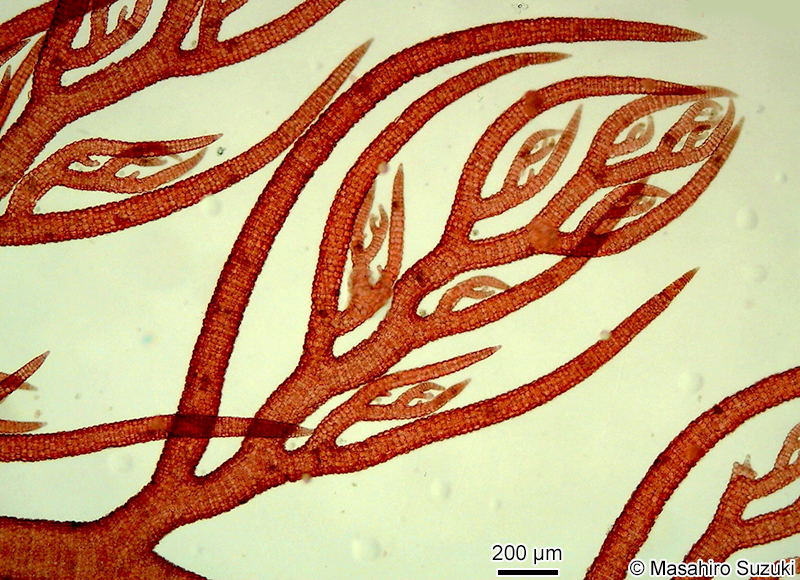 ナンカイサエダ Sympodothamnion leptophyllum