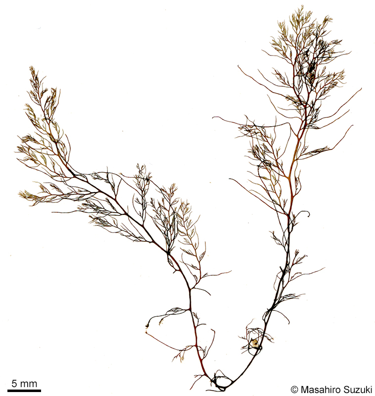 ナンカイサエダ Sympodothamnion leptophyllum