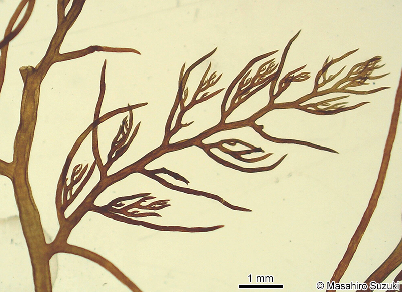 ナンカイサエダ Sympodothamnion leptophyllum