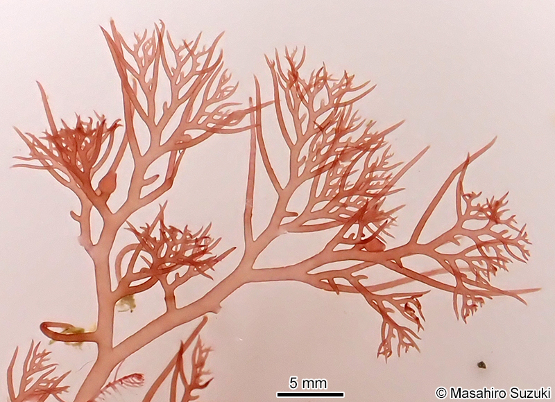 ナンカイサエダ Sympodothamnion leptophyllum