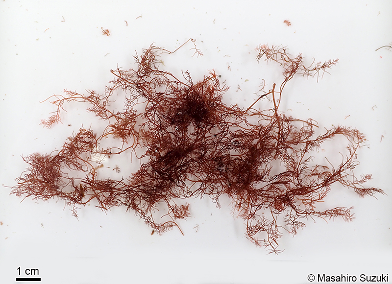 ナンカイサエダ Sympodothamnion leptophyllum