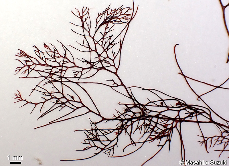 ナンカイサエダ Sympodothamnion leptophyllum