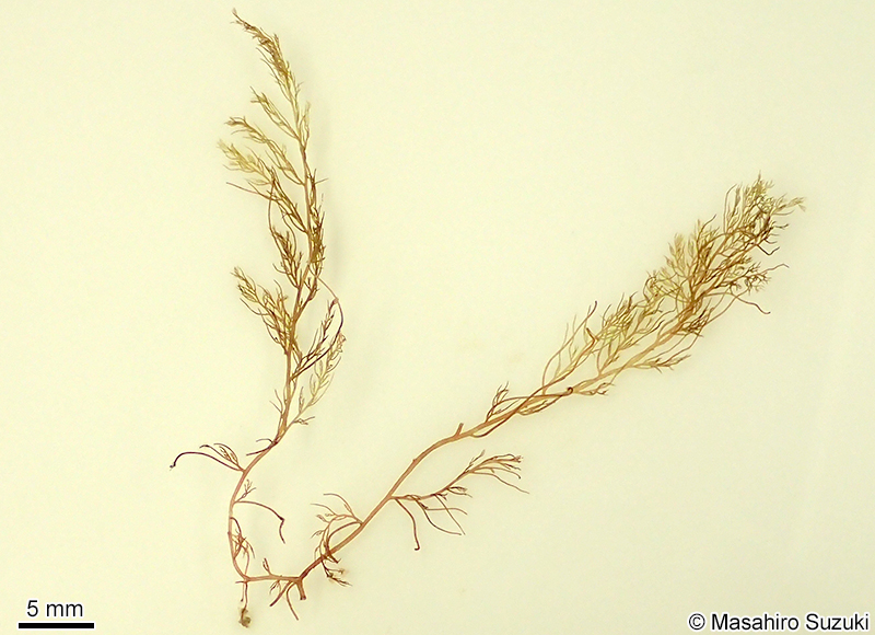 ナンカイサエダ Sympodothamnion leptophyllum