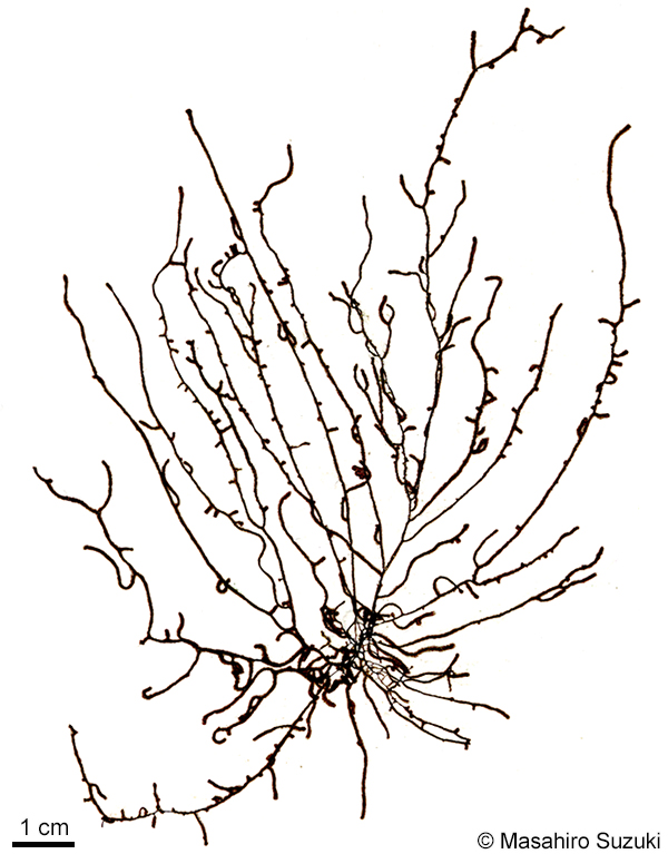 シマチスジノリ Thorea gaudichaudii