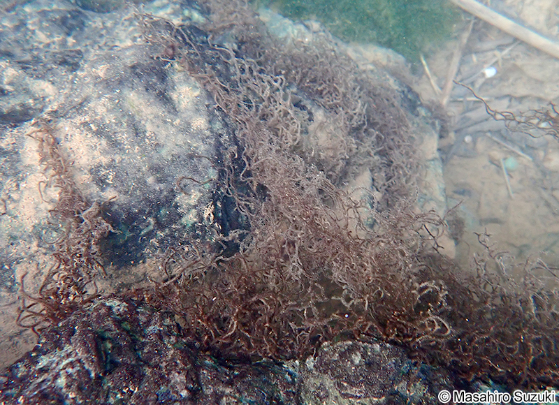 シマチスジノリ Thorea gaudichaudii