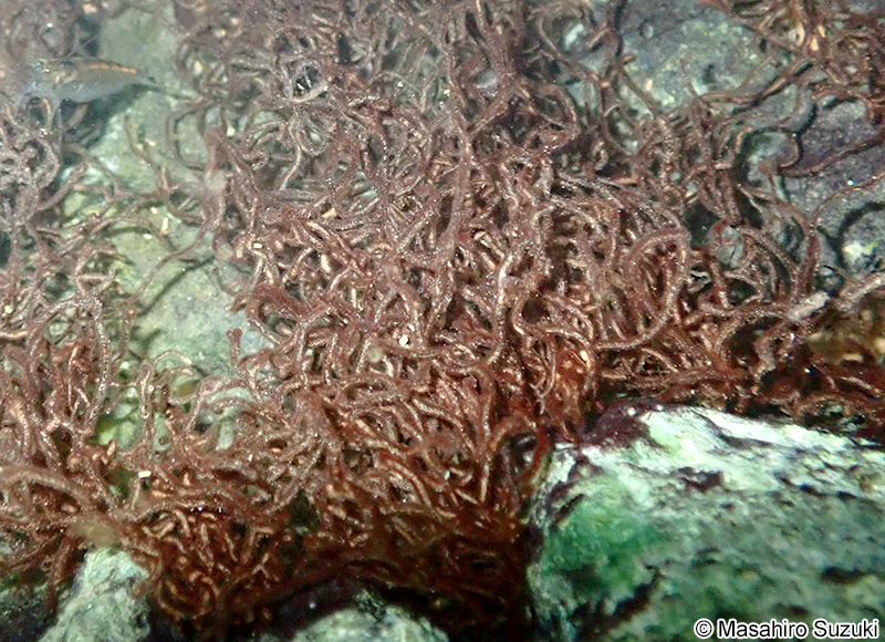 シマチスジノリ Thorea gaudichaudii