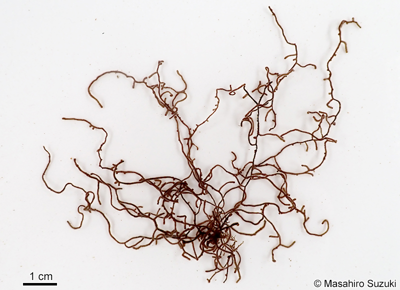 シマチスジノリ Thorea gaudichaudii