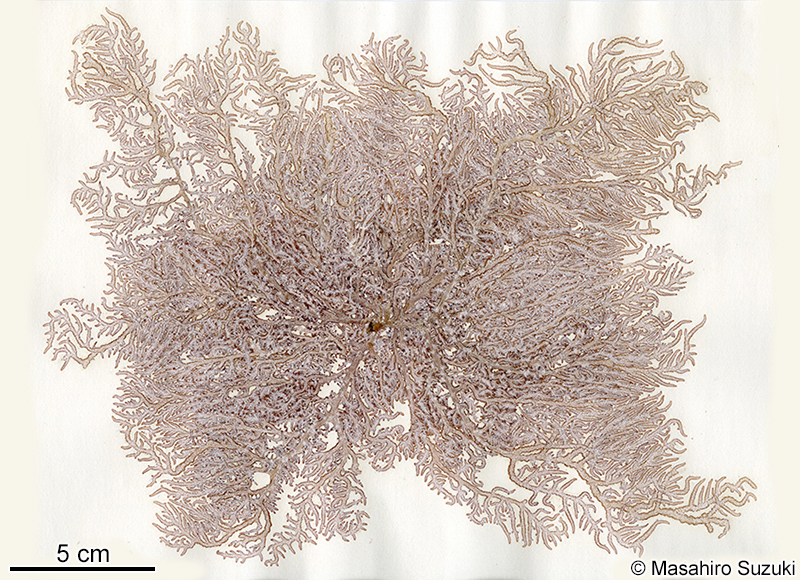 ヌルハダ Trichogloeopsis mucosissima