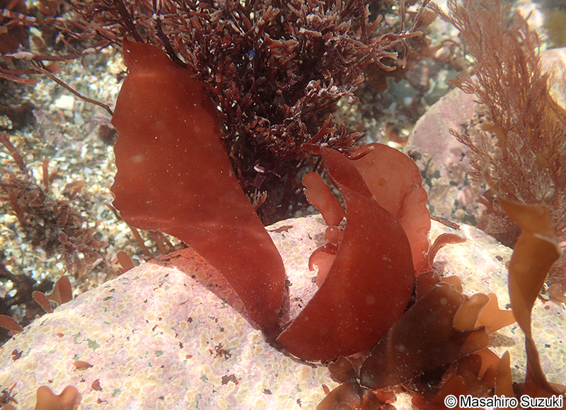 ウスギヌ Tsengia lancifolia