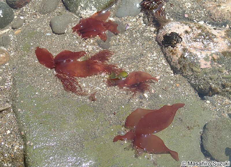 ウスギヌ Tsengia lancifolia