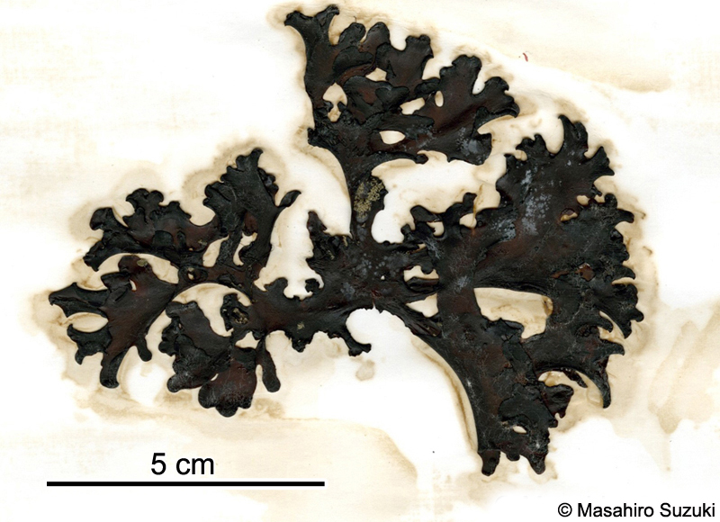 ナミイワタケ Tylotus lichenoides