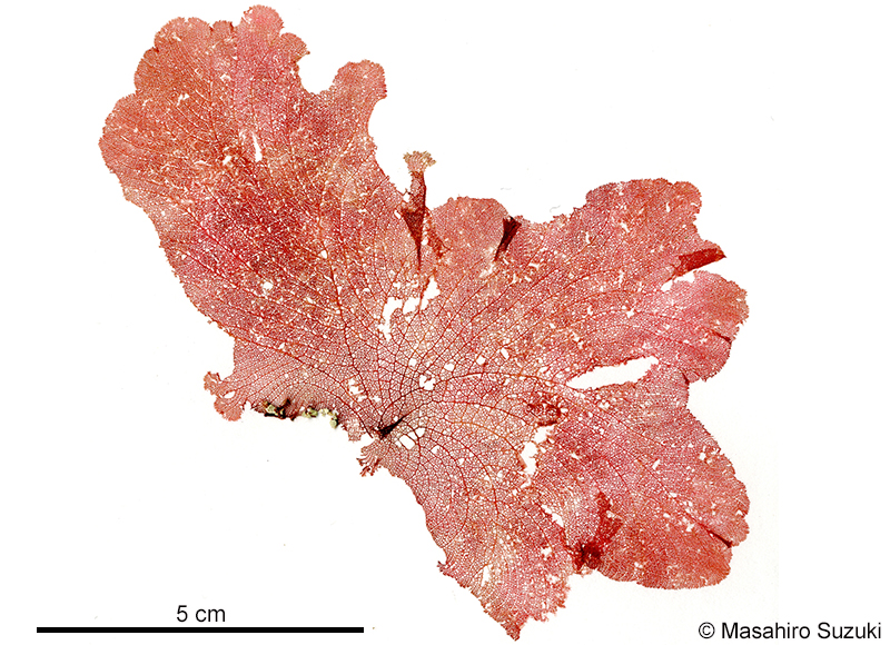 カラゴロモ Vanvoorstia coccinea