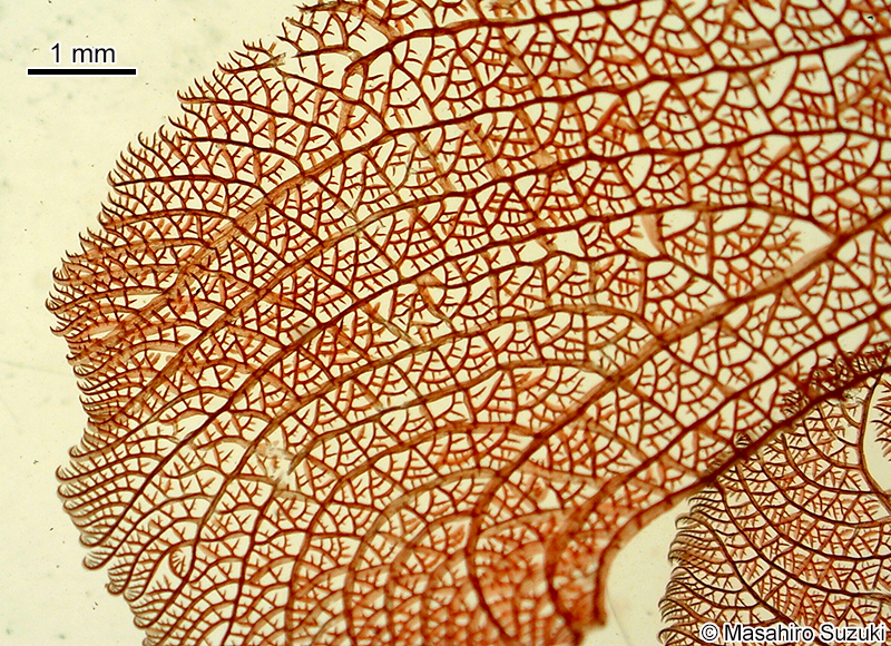 カラゴロモ Vanvoorstia coccinea