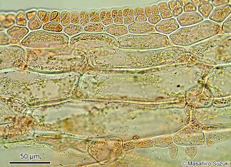 カラゴロモ Vanvoorstia coccinea